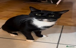 Mixed Breed cats for sale: 1 girl kittens, 1 boy cat  - Image 2