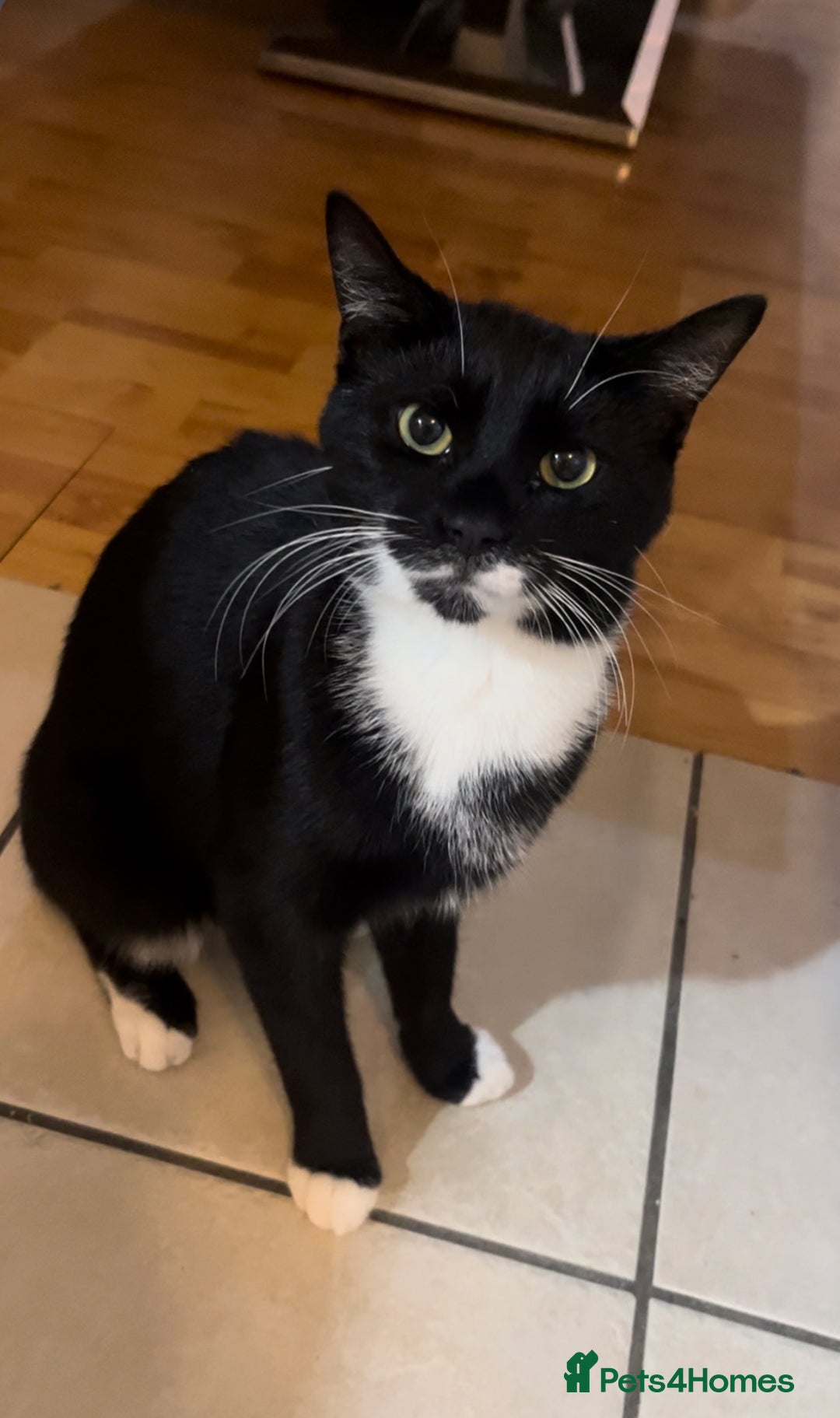 Mixed Breed cats for sale: 1 girl kittens, 1 boy cat  - Image 2