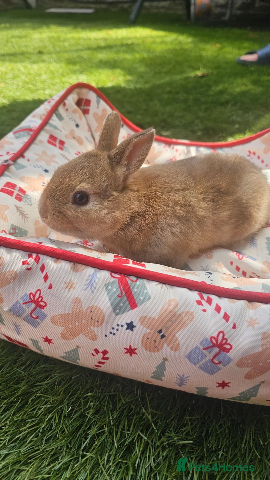 Netherland Dwarf rabbits for sale: 5 Little bunny looking for home - Advert 2