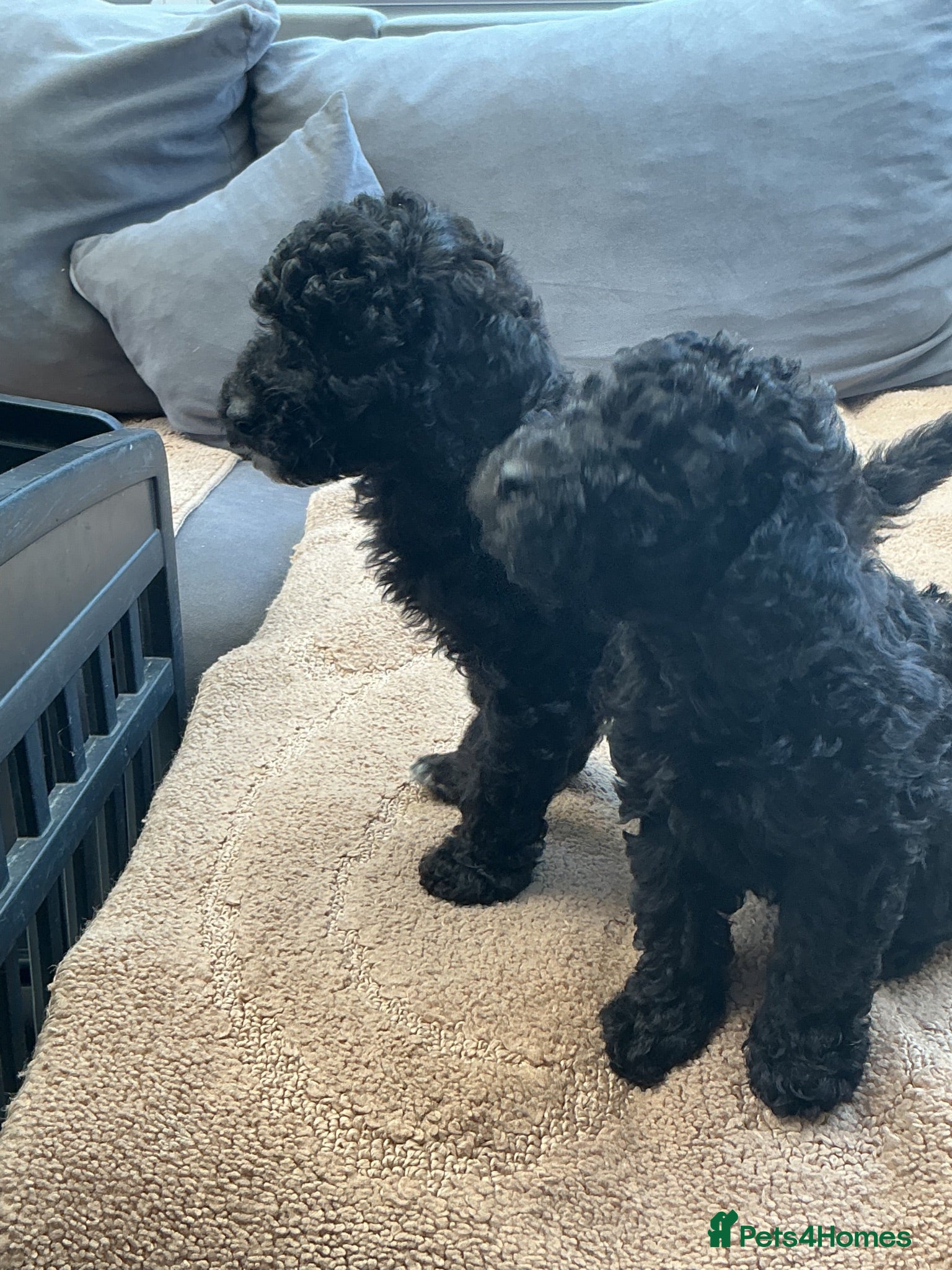 Toy Poodle dogs Toy Poodle Puppies  - Advert 2