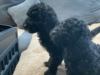 Toy Poodle dogs Toy Poodle Puppies - Advert 2