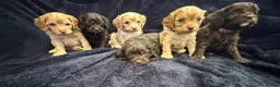 Cavapoo dogs for sale: AMAZING FULLY HEALTH TESTED F1 CAVAPOO PUPS - Advert 3
