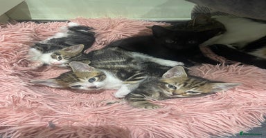 Mixed Breed cats BEAUTIFUL KITTENS  - Advert 11