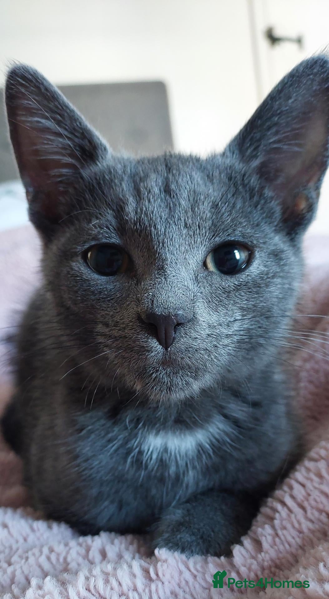 Mixed Breed cats Cute grey boy - Advert 3