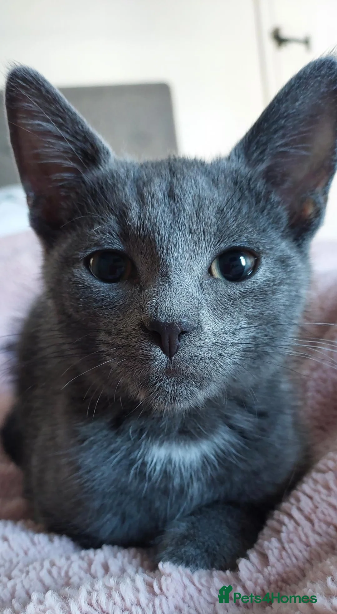 Mixed Breed cats for sale: Cute grey boy - Advert 1
