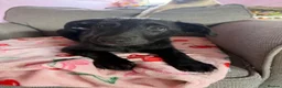 Borador dogs for sale: Border puppies for sale  - Advert 2