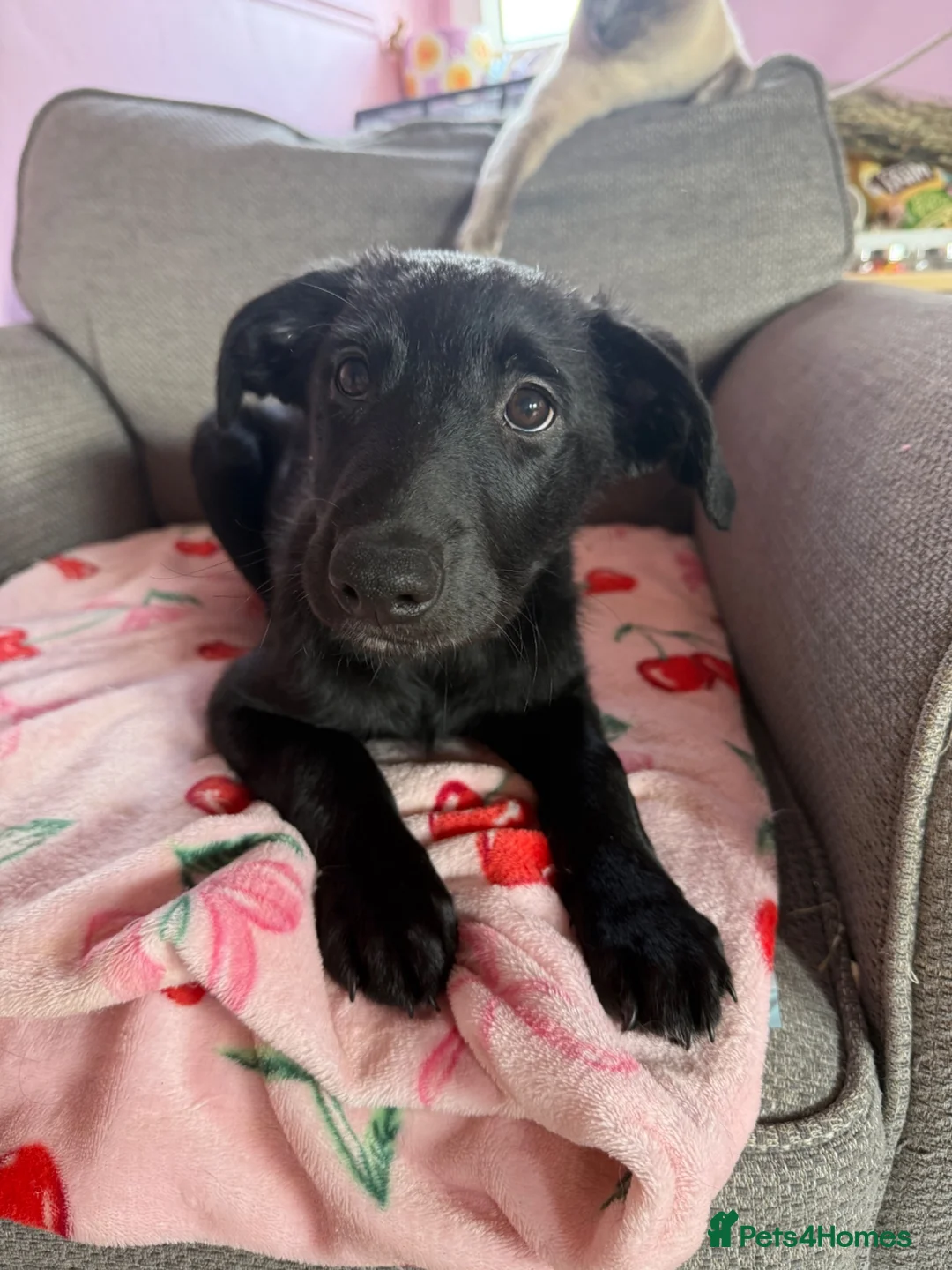 Borador dogs for sale: Border puppies for sale  - Advert 2