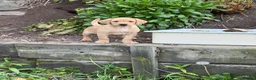 Labrador Retriever dogs for sale: Exceptional KC Reg Labrador puppies  - Advert 11