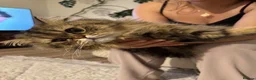 Persian cats for stud: Proven Persian Stud Cat  - Advert 7