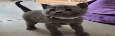 British Shorthair Kitten 4