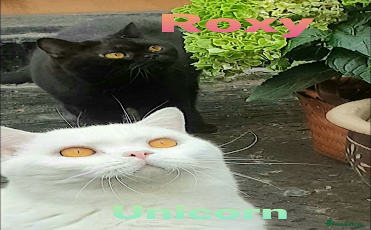 British Shorthair cats - Advert 4