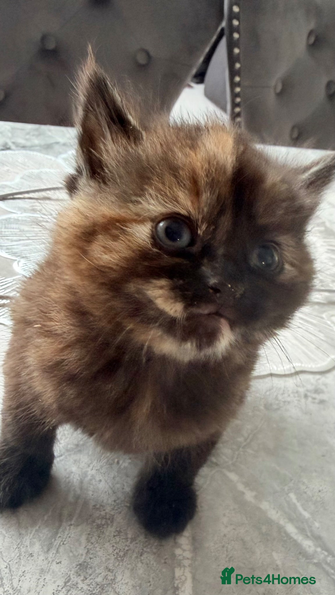 British Longhair Kitten 2