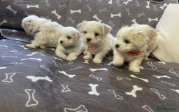 Bichon Frise dogs for sale: Bichon Frise  - Image 18
