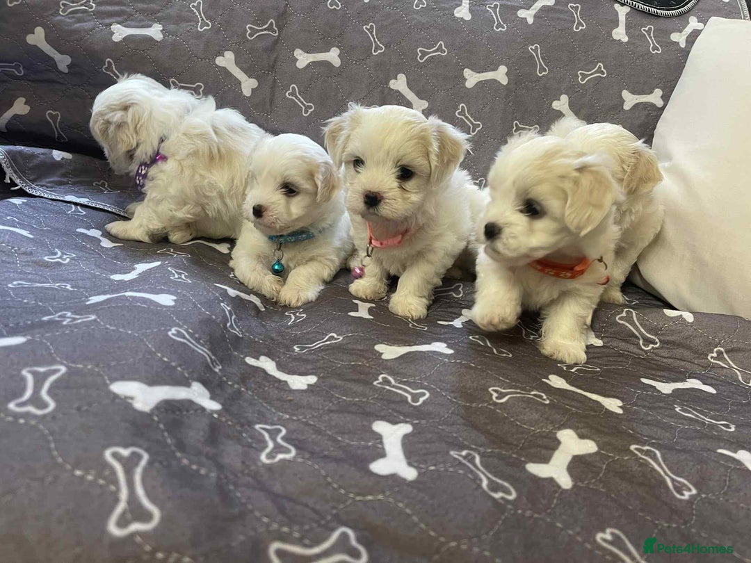 Bichon Frise dogs for sale: Bichon Frise  - Image 18