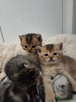 Scottish Fold cats Scottish folds - Advert 16