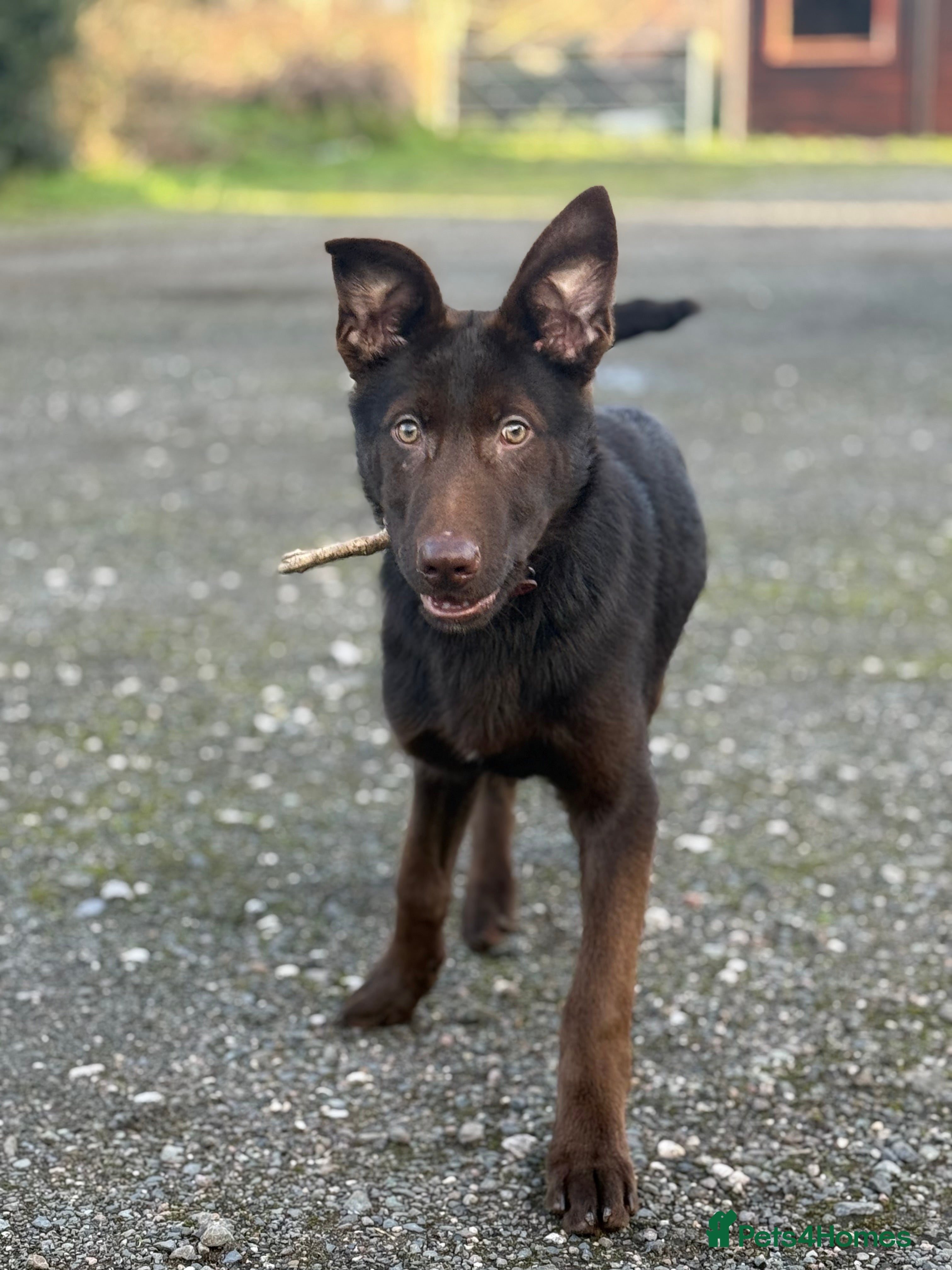 German Shepherd dogs German Shepherd Liver and Tan Male  - Advert 3