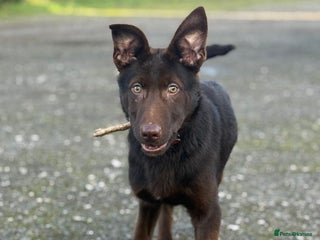 German Shepherd dogs German Shepherd Liver and Tan Male - Advert 3