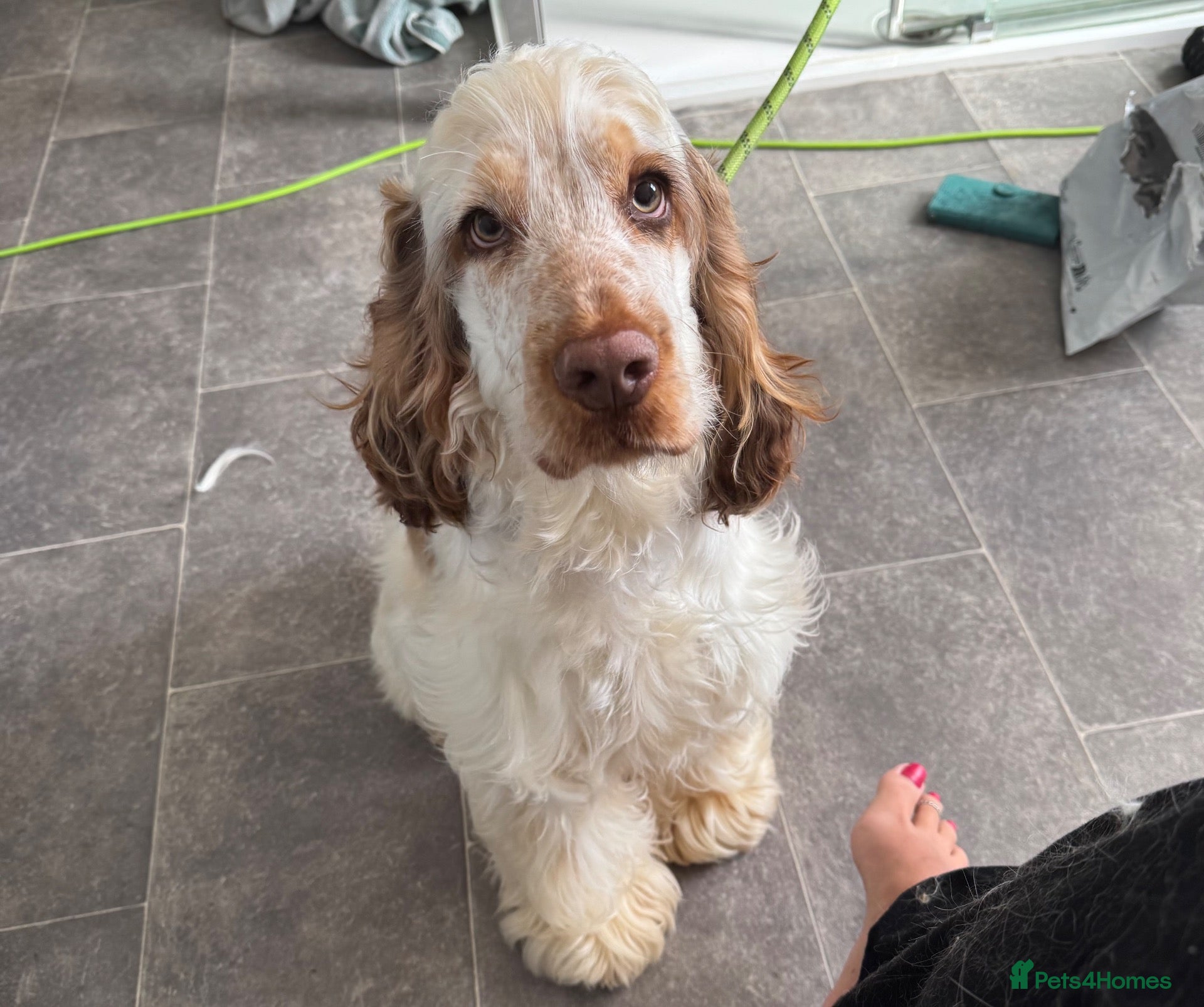 Cocker Spaniel dogs Beautiful 8 month old boy needs a new home  - Advert 5