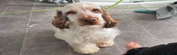 Cocker Spaniel dogs for sale: Beautiful 8 month old boy needs a new home  - Advert 4