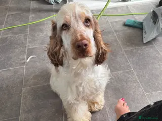 Cocker Spaniel dogs Beautiful 8 month old boy needs a new home - Advert 5