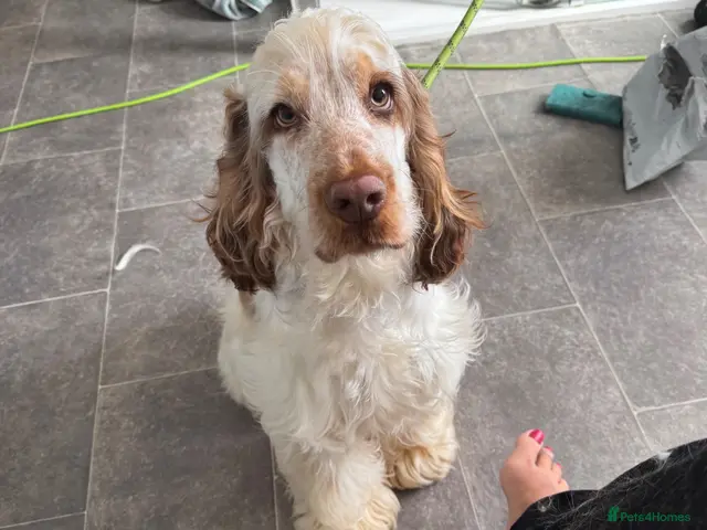 Cocker Spaniel dogs URGENT Beautiful 8 month old boy needs a new home - Advert 4