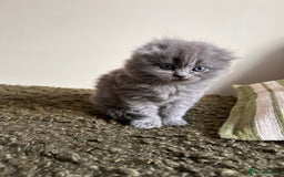 Scottish Fold cats for sale: 2 female Scottish fold cross kittens for sale  - Image 9
