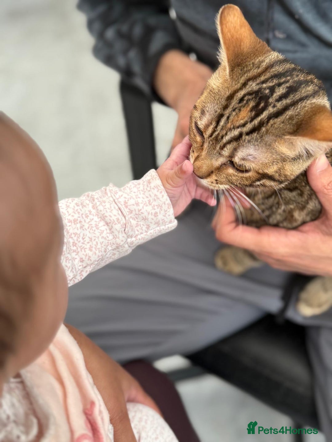 Bengal cats for sale: Half Bengal Kitten Ready Now - Image 2