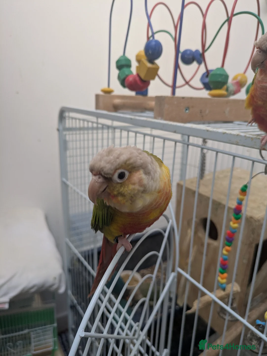 Conures birds for sale: Pineapple and cinnamon green cheek conures - Advert 5