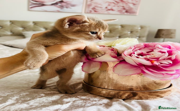 Abyssinian cats - Advert 3