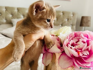 Abyssinian cats - Advert 6