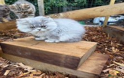 British Shorthair cats for sale: Beautiful boy and girl ready to leave now - Image 11