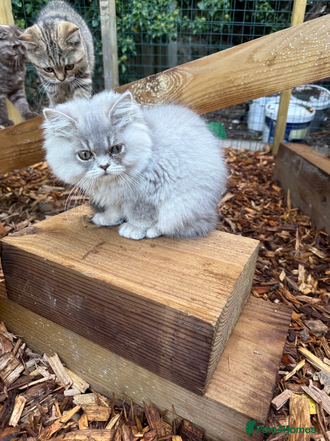 British Shorthair cats for sale: Beautiful boy and girl ready to leave now - Image 11