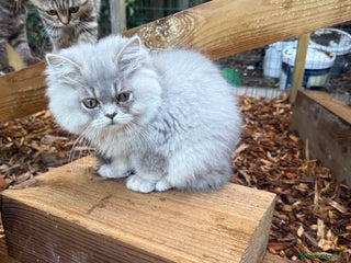 British Shorthair cats - Advert 16