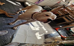 Mixed Breed dogs for sale: Daisy is a one year old American Bully X Boxer   - Image 4