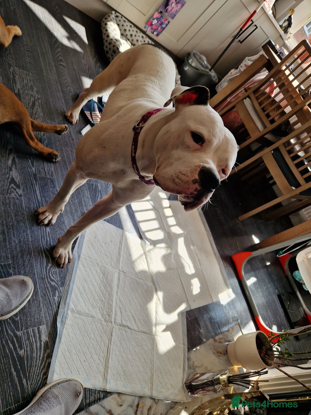 Mixed Breed dogs for sale: Daisy is a one year old American Bully X Boxer   - Image 4