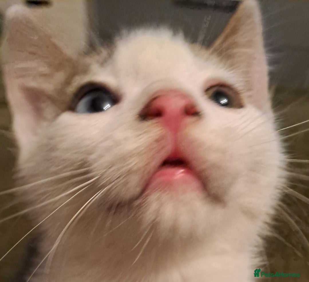 Mixed Breed cats for sale: Beautiful bundles of fun  - Advert 2