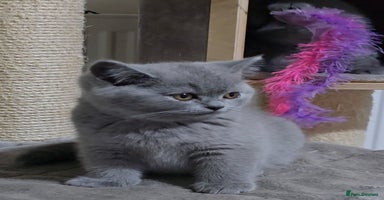 British Shorthair cats - Advert 2