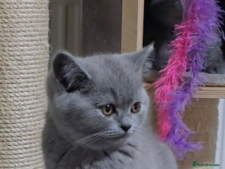 British Shorthair cats - Advert 26