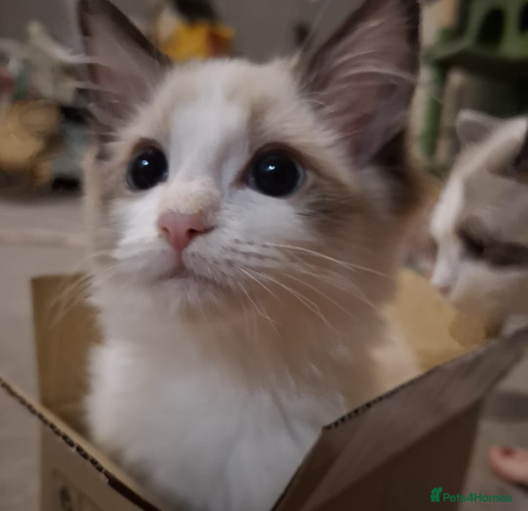 Ragdoll cats Beautiful female kitten of Ragdoll  - Advert 10