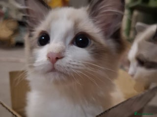 Ragdoll cats Beautiful female kitten of Ragdoll - Advert 17