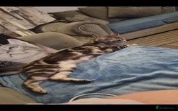 Russian Blue cats for sale: Rehoming cats  - Image 1