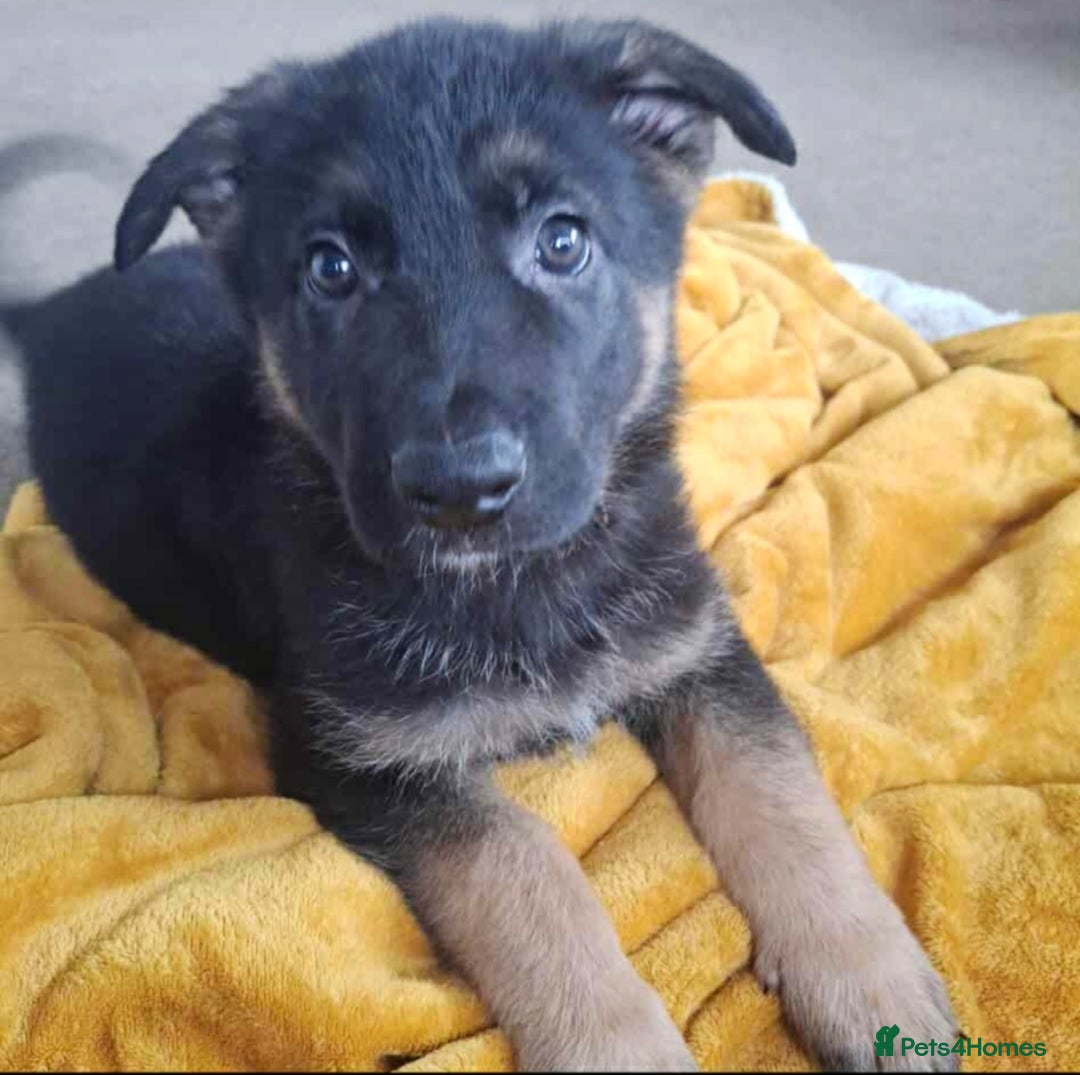 German Shepherd dogs for sale: BEAUTIFUL GERMAN SHEPHERD PUPS READY NOW - Image 10