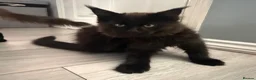 Maine Coon cats for sale: Beautiful Maine Coon Kittens  - Advert 17