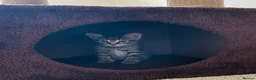 Mixed Breed cats for sale: Bengal x Kittens almost ready to go in Bracknell - Advert 9