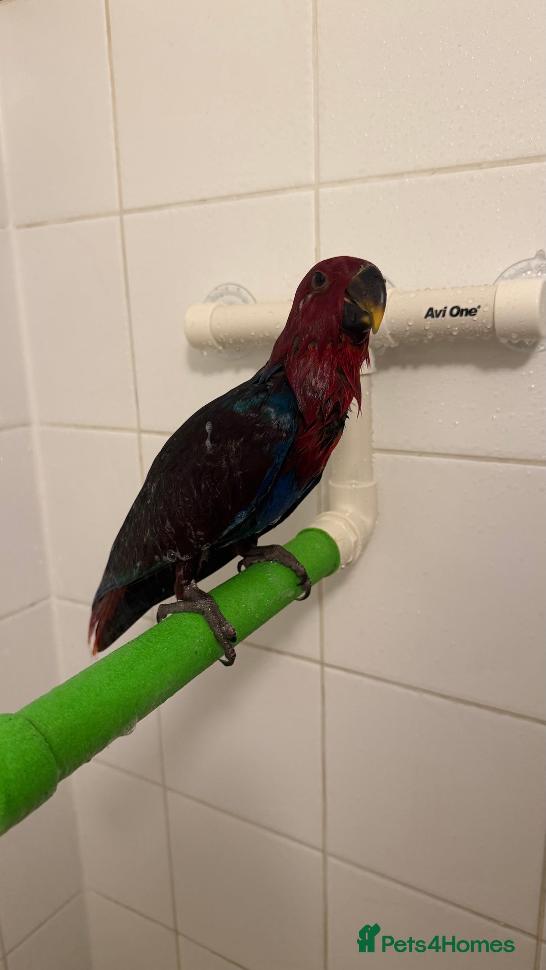 Parrots birds for sale: male and Female Eclectus Parrot for sale  - Advert 4