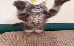 Maine Coon cats for sale: Maine coon kittens GCCF registered READY NOW  - Image 9