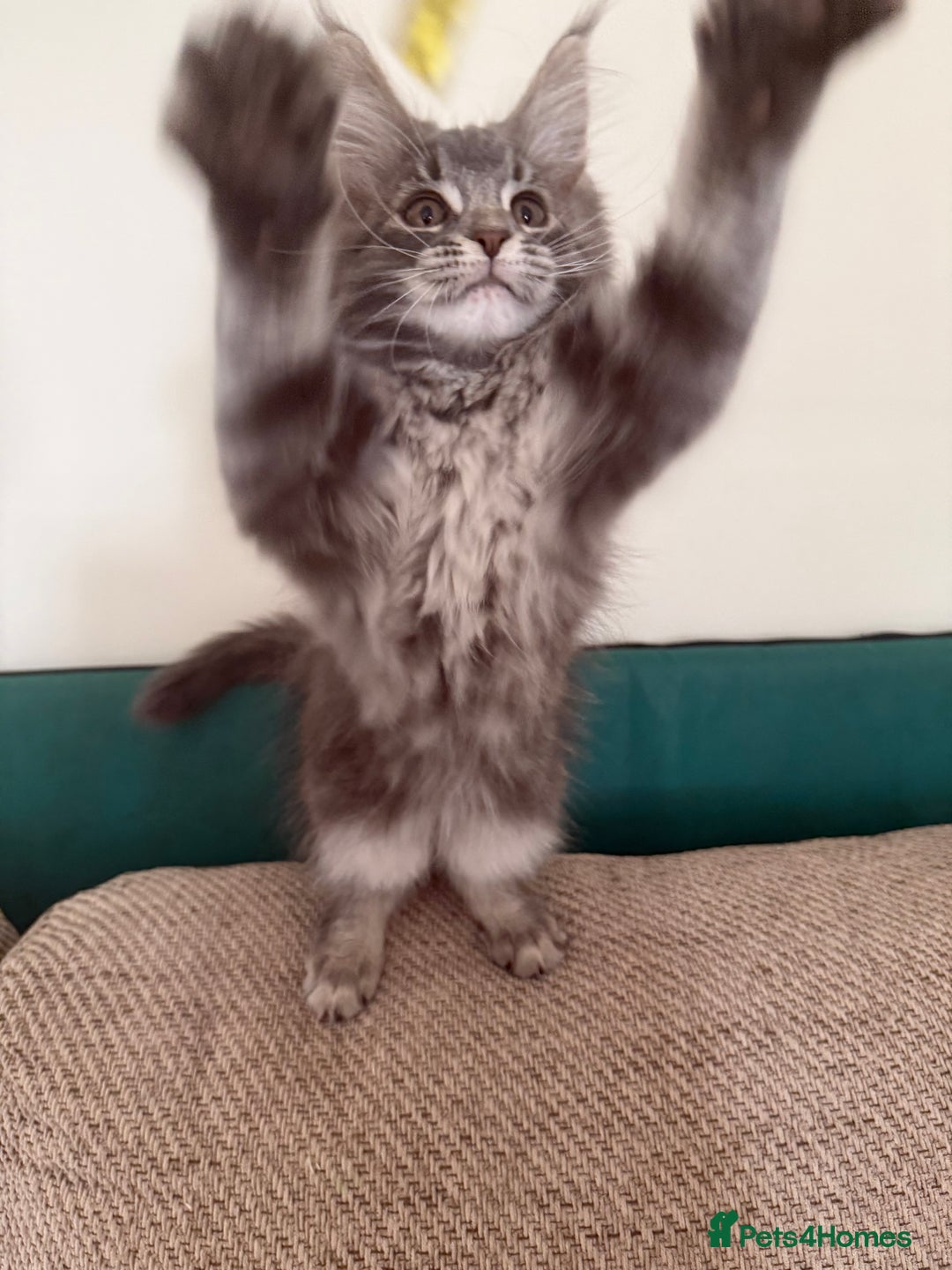 Maine Coon cats for sale: Maine coon kittens GCCF registered READY NOW  - Image 9