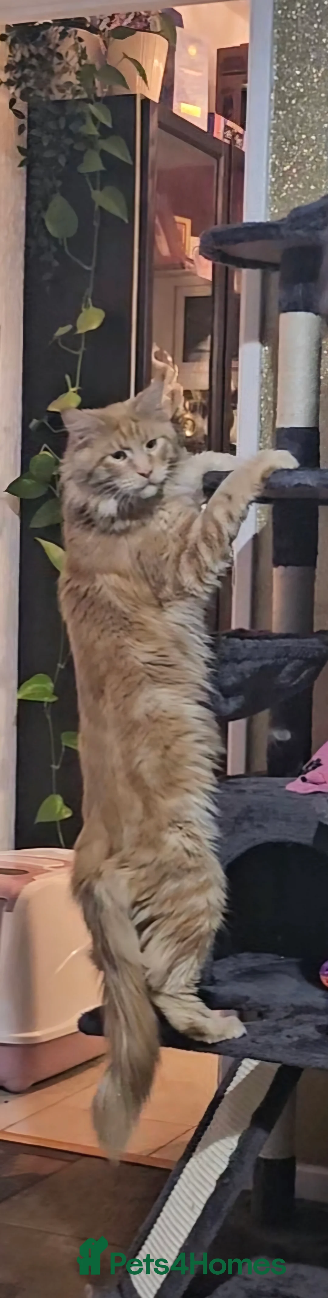 Maine Coon cats for sale: STUNNING HUGE GIRL kitten. SADLY MARRIAGE split - Advert 2