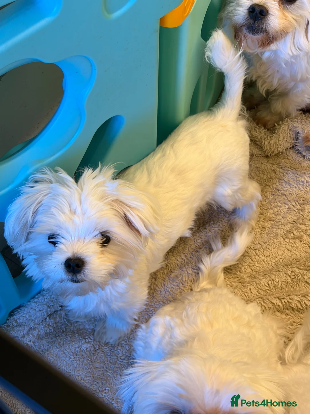 Maltese dogs for sale: Korean Maltease Girl ready to leave now   - Advert 2