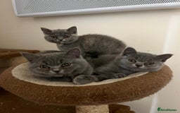 British Shorthair cats for sale: 3 BSH female kittens remaining-  ready now.  - Image 14